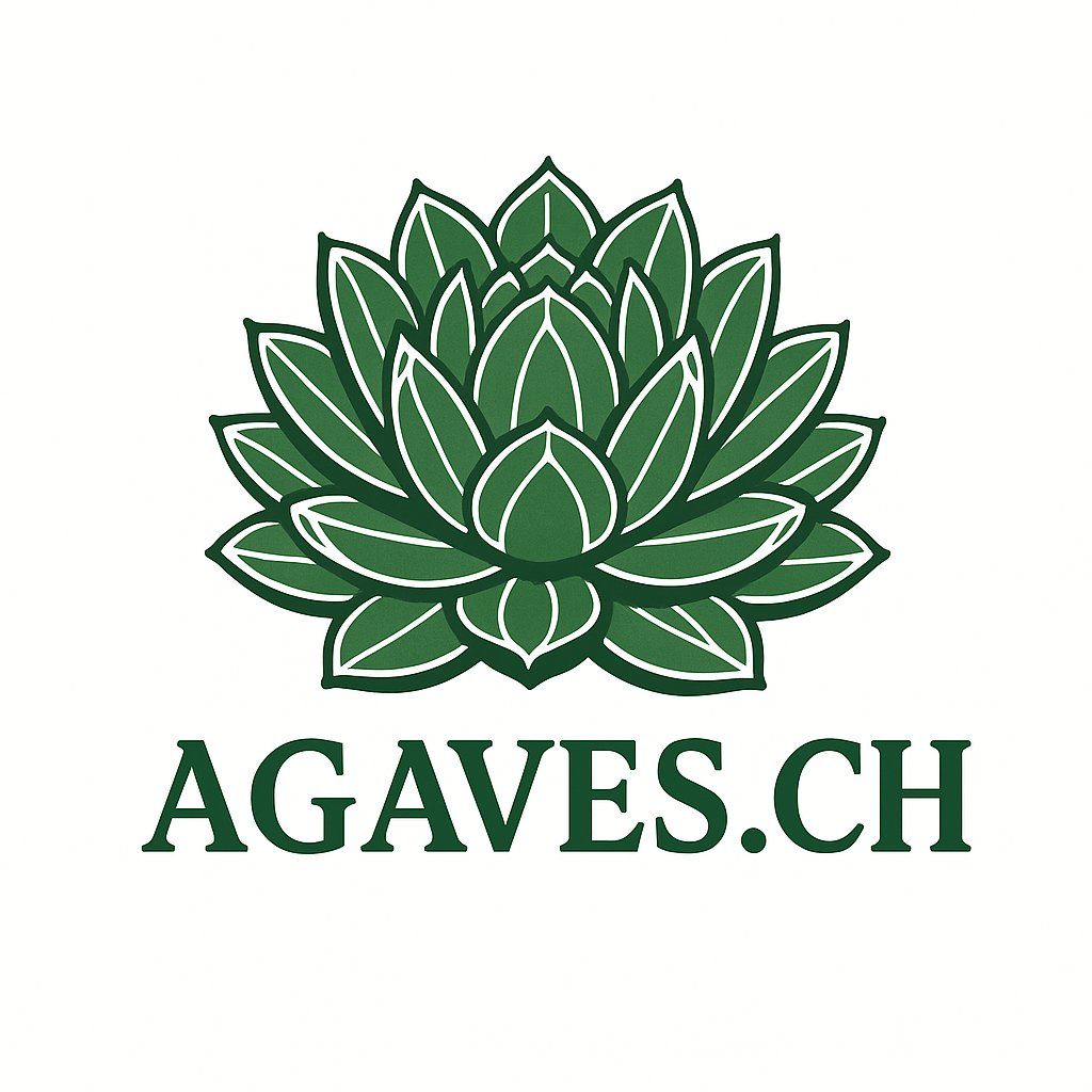 Piante & sementi: Echinopsis atacamensis – Usato da Bettens venduto da Agaves.ch 2