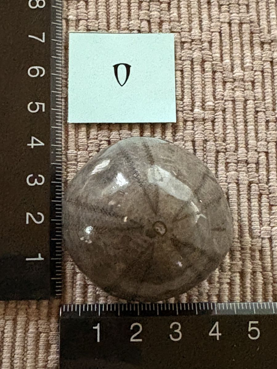 Fossilien: Seestern versteinert und poliert – Gebraucht aus Rümlang von euqinom16