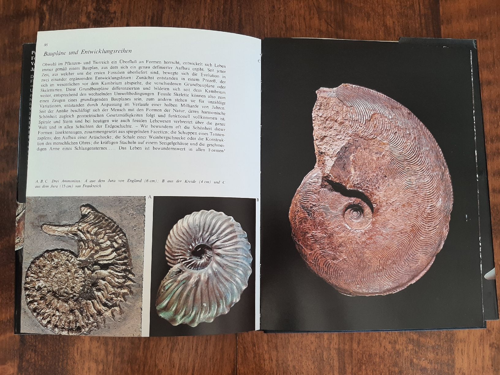 Libri: Buch Fossilien – Usato da Rickenbach BL venduto da Oktober68 5