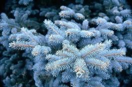 SAPIN BLEU DU COLORADO ! RARE ! 10g