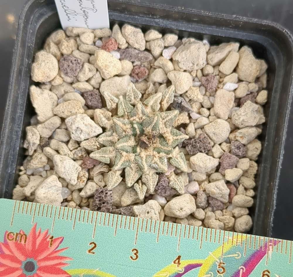 Plantes & graines: Ariocarpus kotshoubeyanus mcdowelli – D'occasion à Vuisternens-Romont par Cold_cactus 1