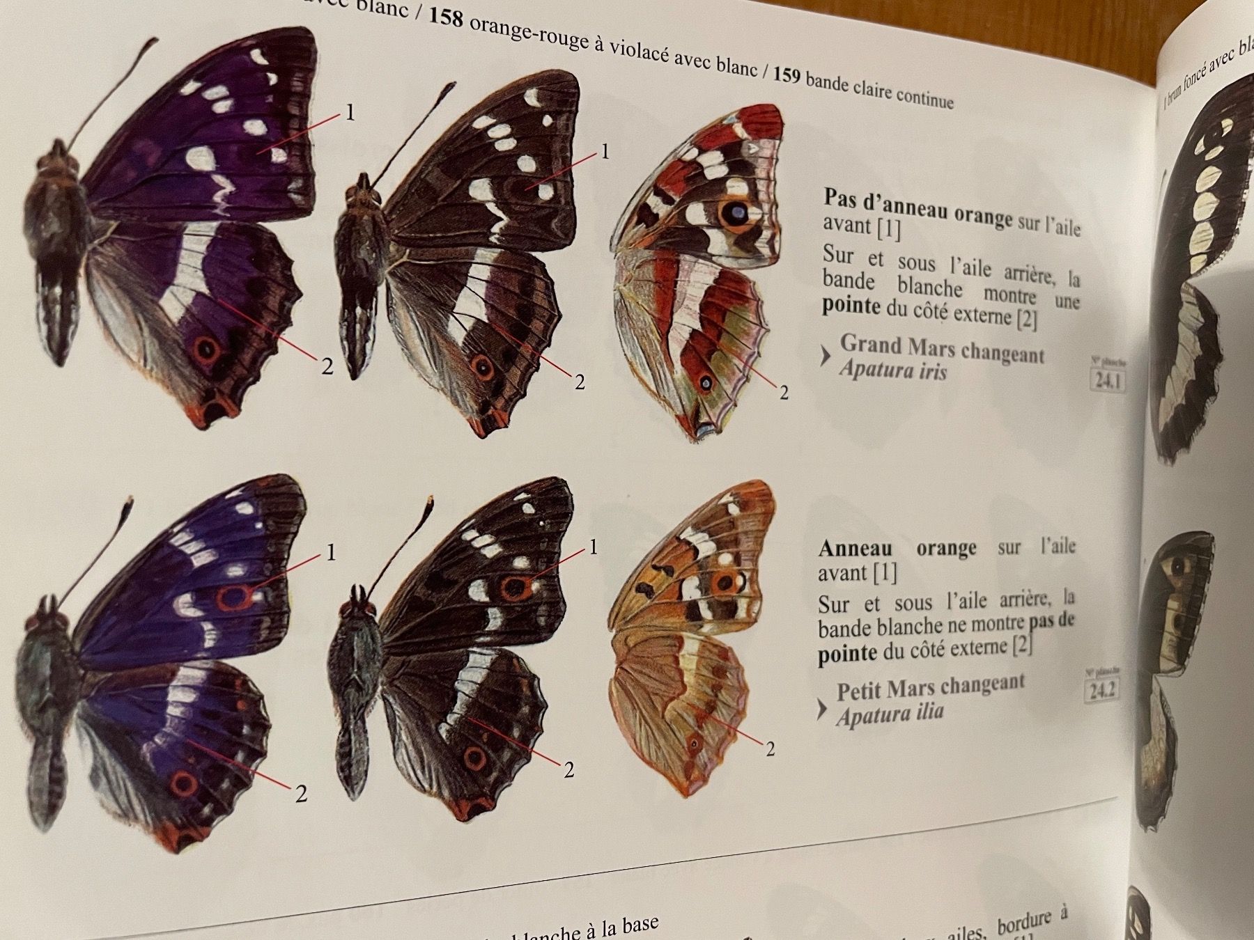 Libri: Guide d'identification des papillons de jour de Suisse – Usato da Zürich venduto da WWehrle 1