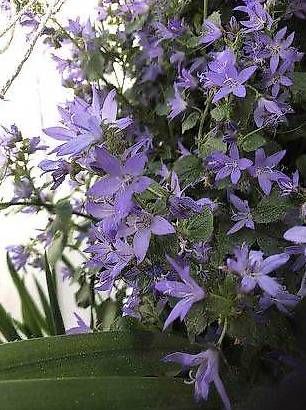 Piante & sementi: Campanula in der Gugelhupfform – Usato da Frauenfeld venduto da Irene.Schuppli 4