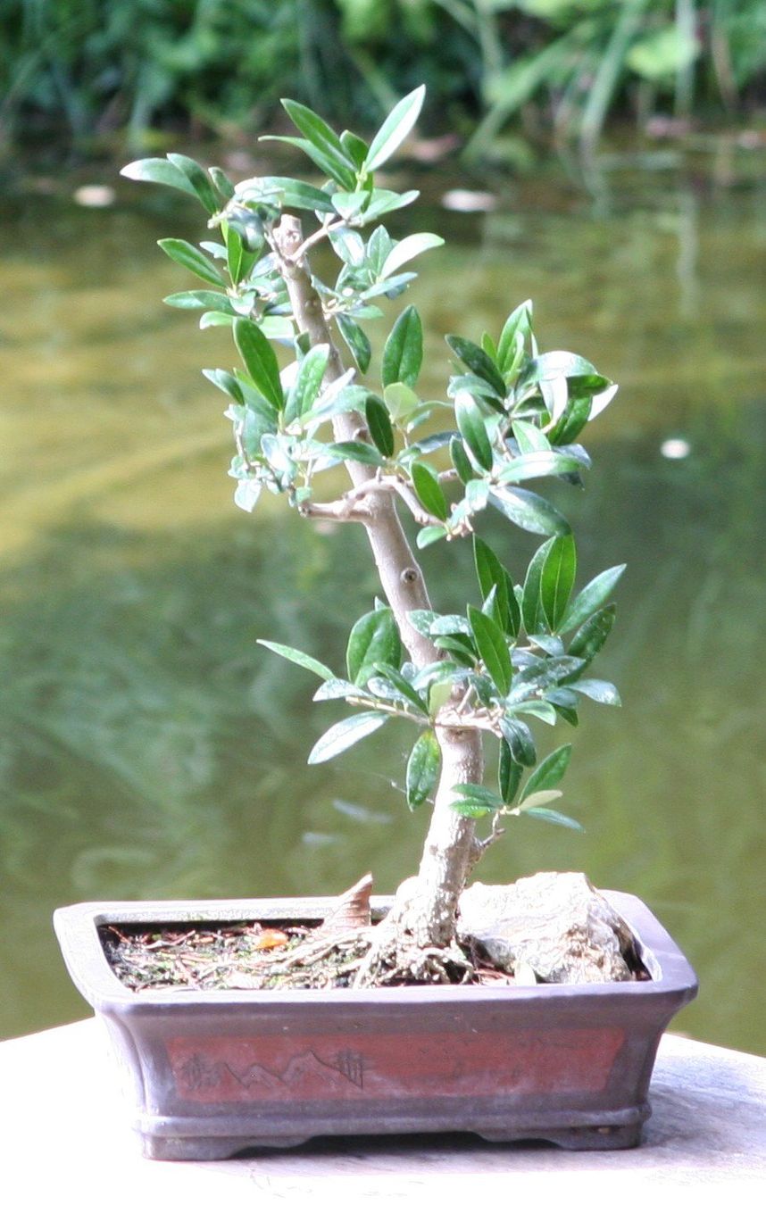 Plantes & graines: BONSAI  -  Olive – D'occasion à Gretzenbach par Sikim