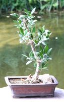 BONSAI  -  Olive