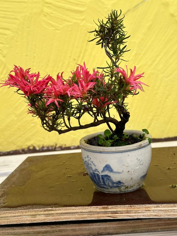 Bonsai Shohin Jap. Satsuki Azalee "Kinku Saku“ 12 Jahre alt Kaufen