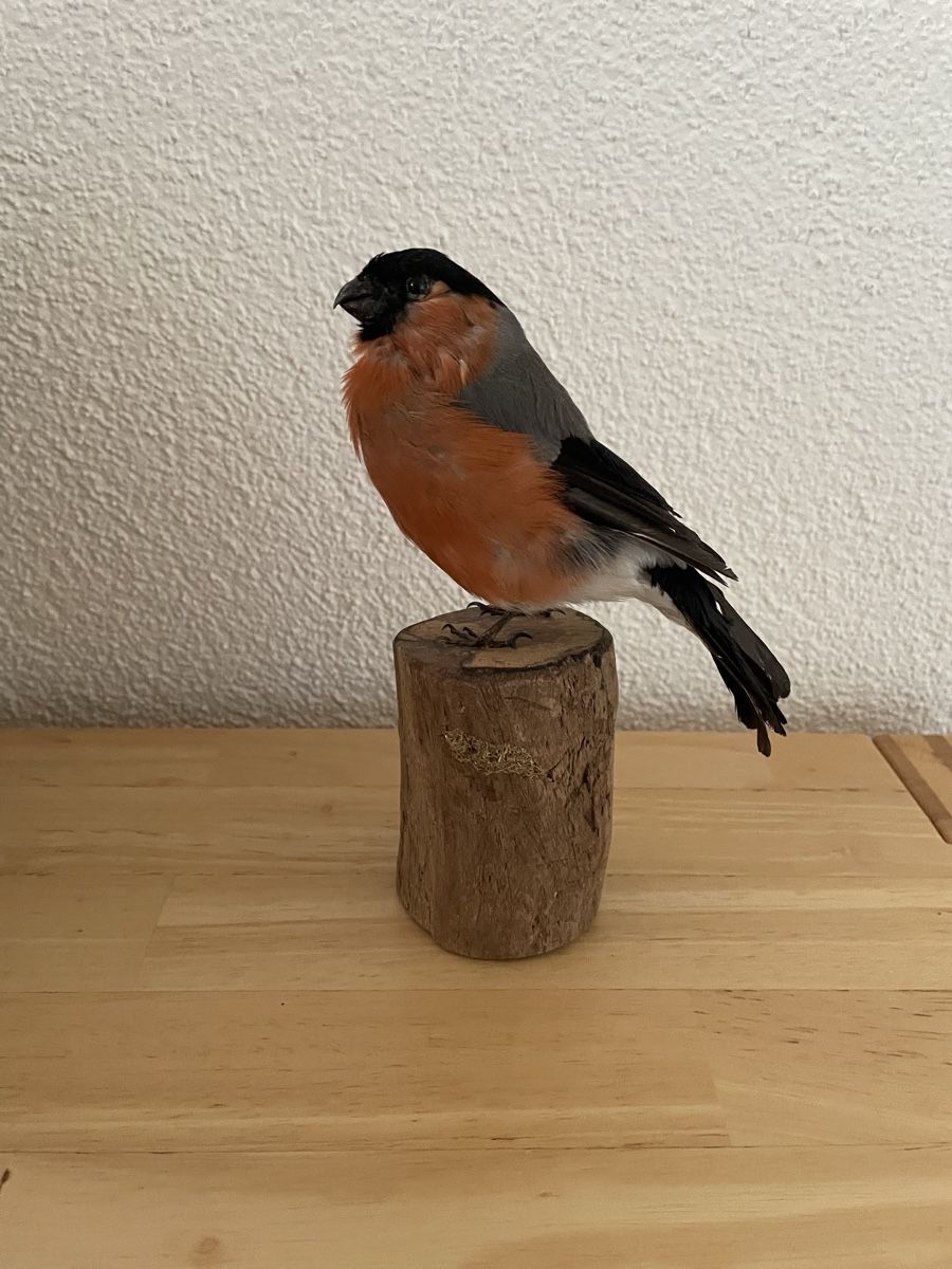 Welt der Tiere: Präparat eines Gimpel/Dompfaff Männchens – Gebraucht aus Degersheim von Finch21