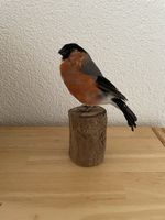 Präparat eines Gimpel/Dompfaff Männchens