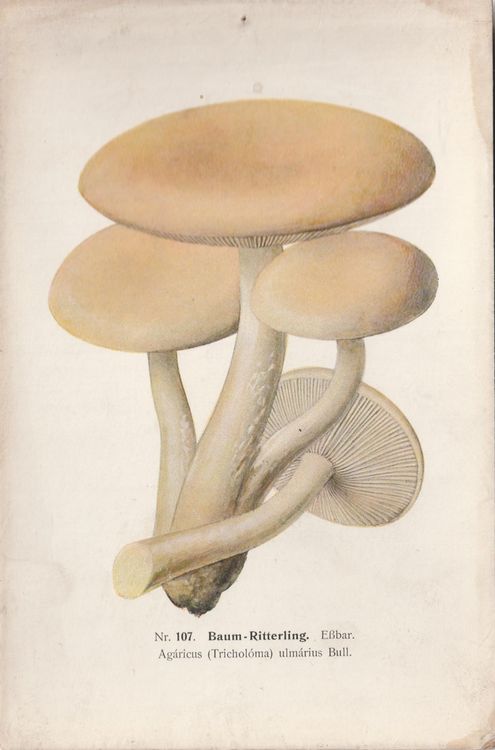 Baum-Ritterling (Tricholoma ulmarius) E.Michael 1907 (Gebraucht) in ...