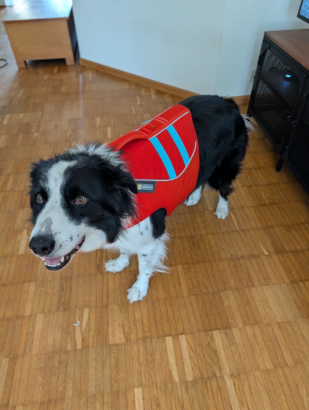 Ruffwear Giubbotti di salvataggio: Ruffwear Hundeschwimmweste Grösse M Float Coat Dog Jacket – Usato da Liestal venduto da sar_jx8k 7