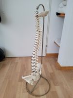 Wirbelsäulenmodell mit Becken auf Stativ guter Zustand