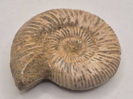 Ammonit aus Marokko – echtes Fossil aus der Urzeit (4)