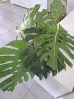 Echte Monstera
