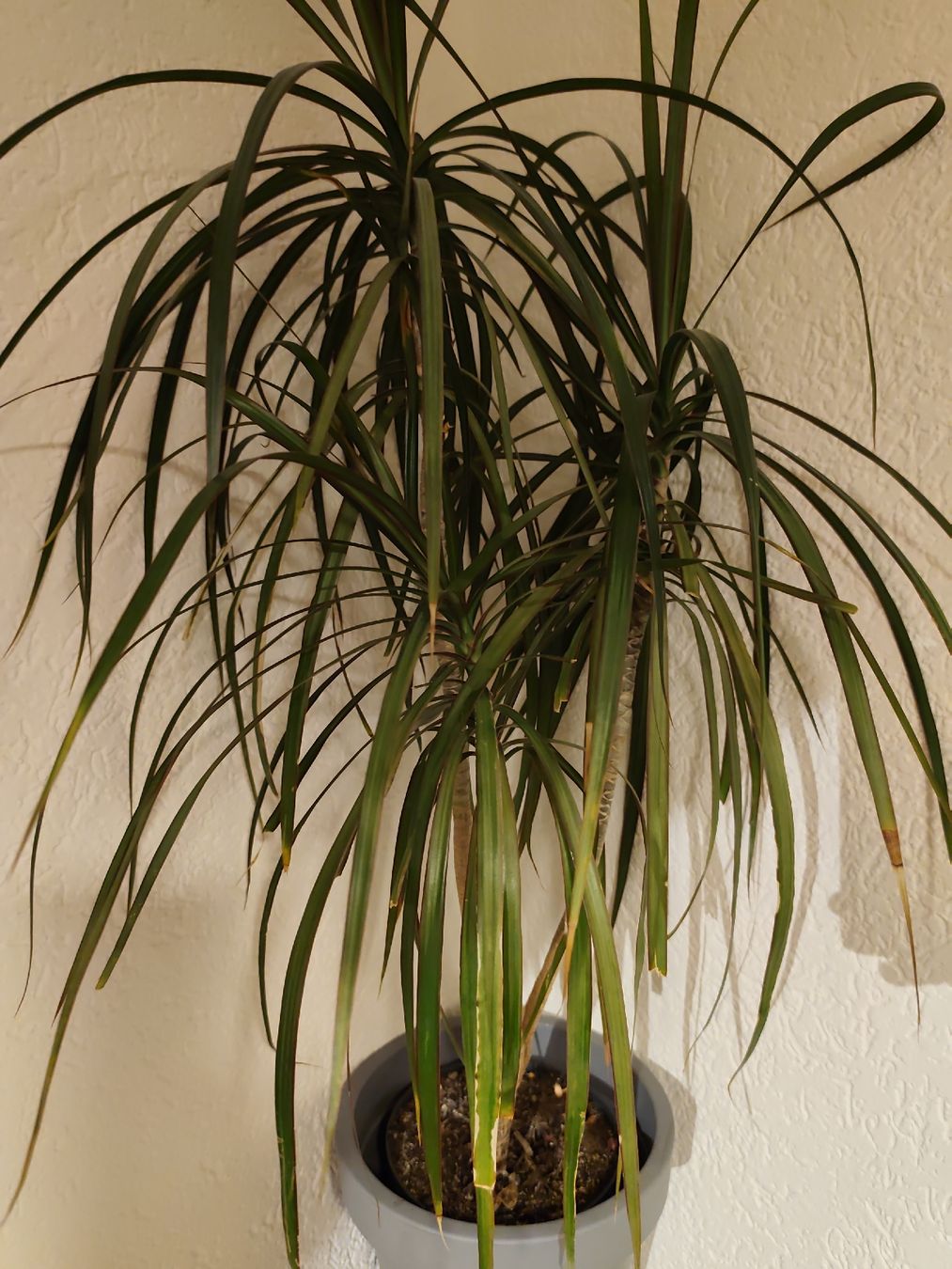 Pflanzen & Samen: Zimmerpflanze Drachenbaum gebraucht – Gebraucht aus Gossau SG von ds_5rsc 1