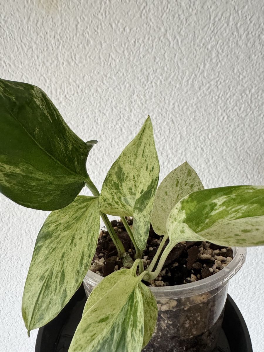 Piante & sementi: Philodendron Marble queen – Nuovo (secondo la descrizione) da Tann venduto da samira.dort