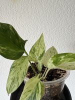 Philodendron Marble queen