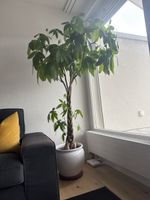 Grosser Glücksbringer-Baum mit Topf