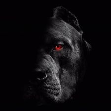 Profile image of ADAM-OL