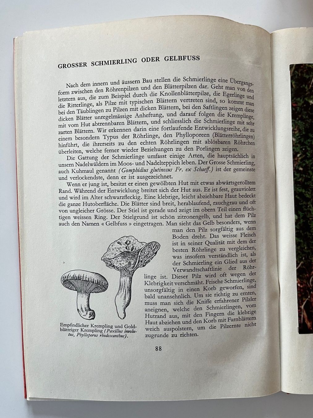 Bücher: Unsere Pilze – Gebraucht aus Laufen von Nuria44 4