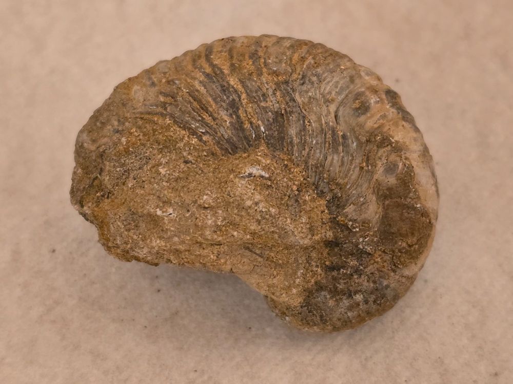 NAMAI Baba Au Rhum Formen Set - 6 Stück Aluminium Backformen