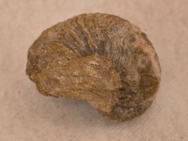 Schöner Ammonit / Fossil ca. 6cm Durchmesser 🐚🐌