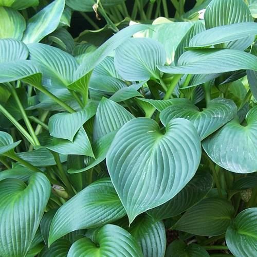 Piante & sementi: Hosta 'Devon Green' 1 PLANT – Nuovo (secondo la descrizione) da Bremblens venduto da FIBONACCI369