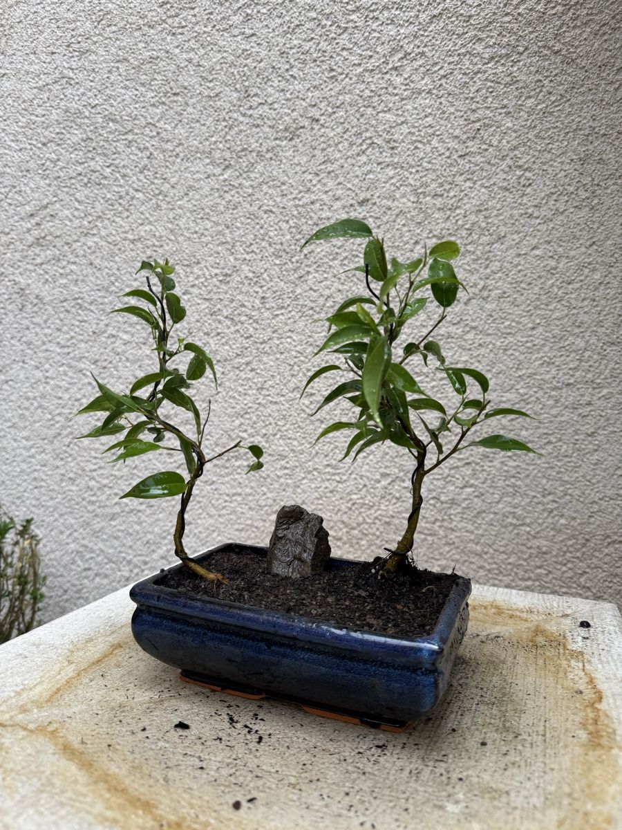 Pflanzen & Samen: Bonsai Ficus Wald. Doppel Bonsai – Gebraucht aus Rümlang von Gruseh.ch 3
