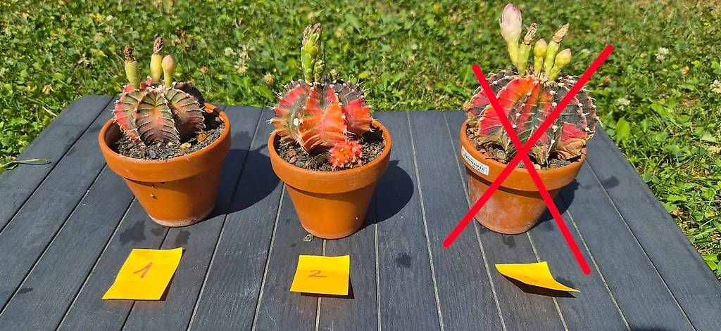 Piante & sementi: Gymnocalycium variegata – Usato da Wollerau venduto da rac_t7ys 1