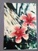 dekorative Foto von Hibiskus Blüten