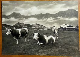 Auf der Alp - Kühe 1939
