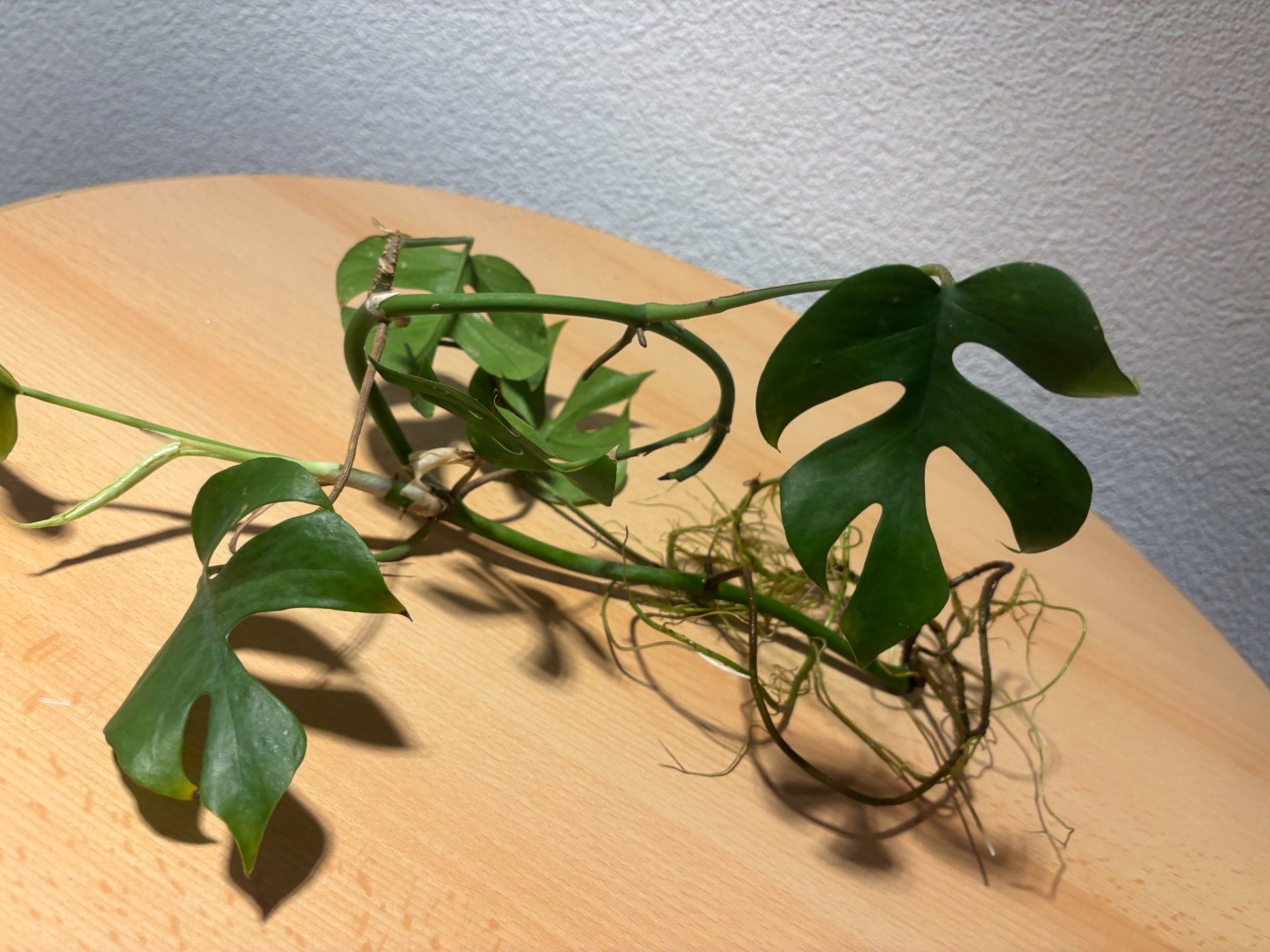 Piante & sementi: Junge Mini Monstera Ableger - Zimmerpflanze . – Usato da Wallisellen venduto da ASZT 2