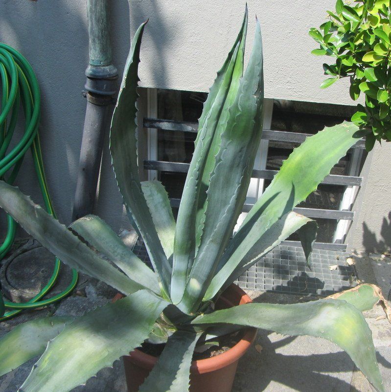 Piante & sementi: Agave 110 cm hoch – Usato da Kreuzlingen venduto da heinrich7h 3