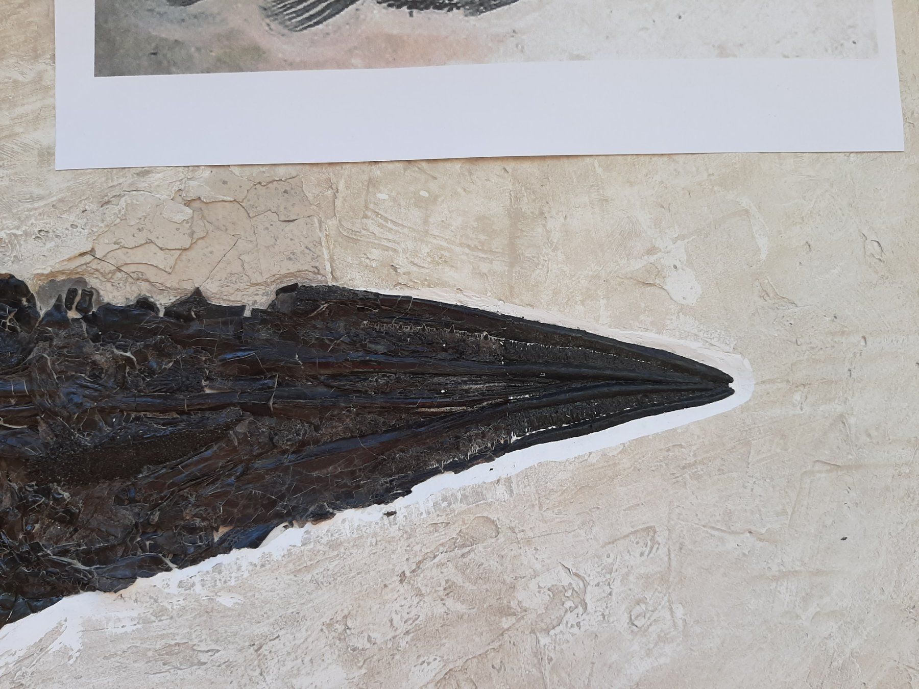 Fossili: Fossiler Fisch, Knochenhecht – Usato da Rickenbach BL venduto da Oktober68 2