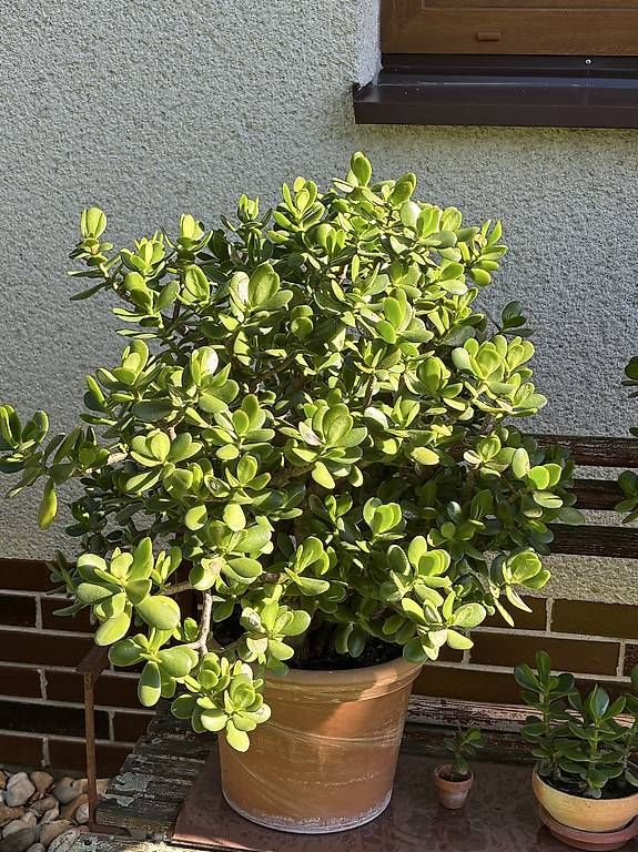Pflanzen & Samen: Wunderschöner Geldbaum  – Neu und originalverpackt aus Oberdiessbach von ahoj1 2