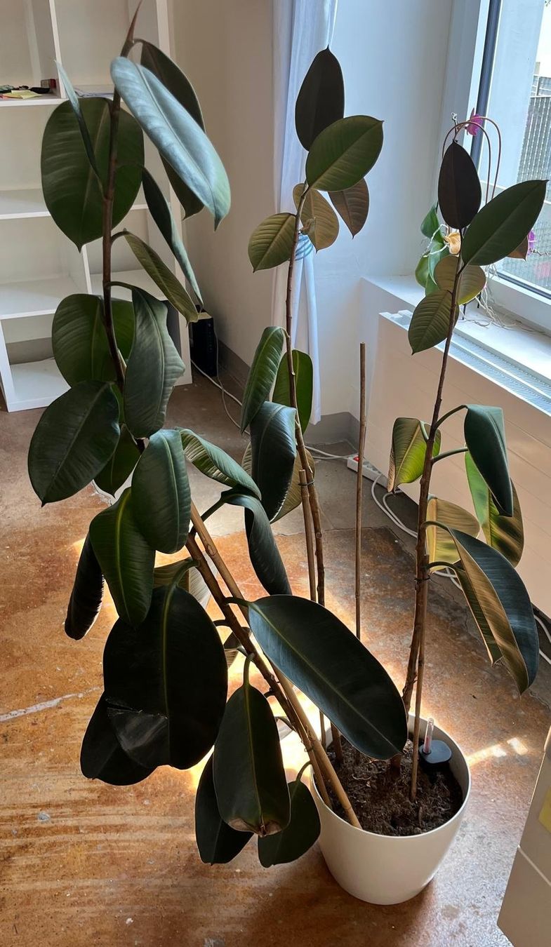 Piante & sementi: Gummibaum - Ficus elastica – Usato da Aathal-Seegräben venduto da humanik_AG