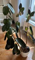 Gummibaum - Ficus elastica