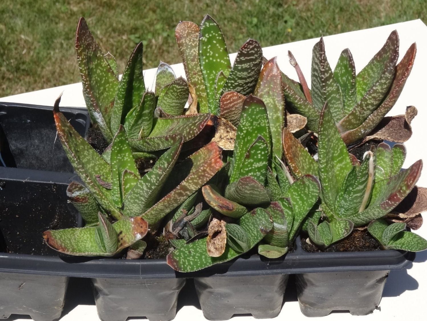 Piante & sementi: Gasteria Hirschzunge – Nuovo (secondo la descrizione) da Vinelz venduto da Wellensittich55 1