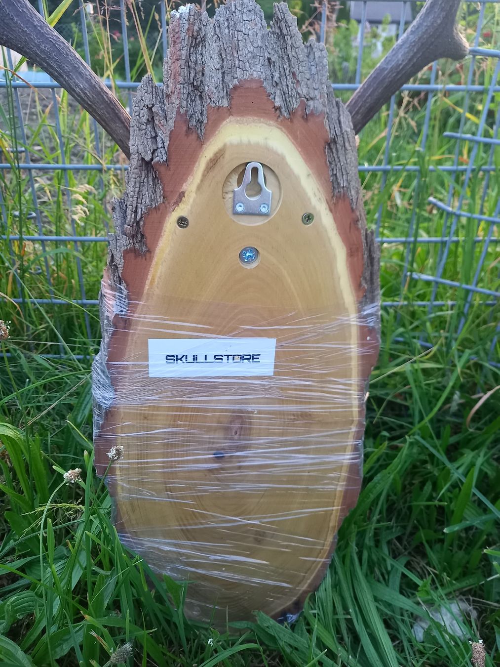 Altre raccolte & rarità: Geweih eines Rothirsches mit Schädel auf Holz – Usato da Galgenen venduto da Allerlei8854 7