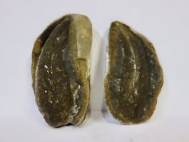 Versteinerte Pflanze Fossil BLATT - FARN MAZON CREEK USA