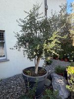 XL Olivenbaum Olea europaea ca. 2.8 m – seit 2015 Freiland