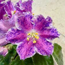 Profile image of naturally.violet