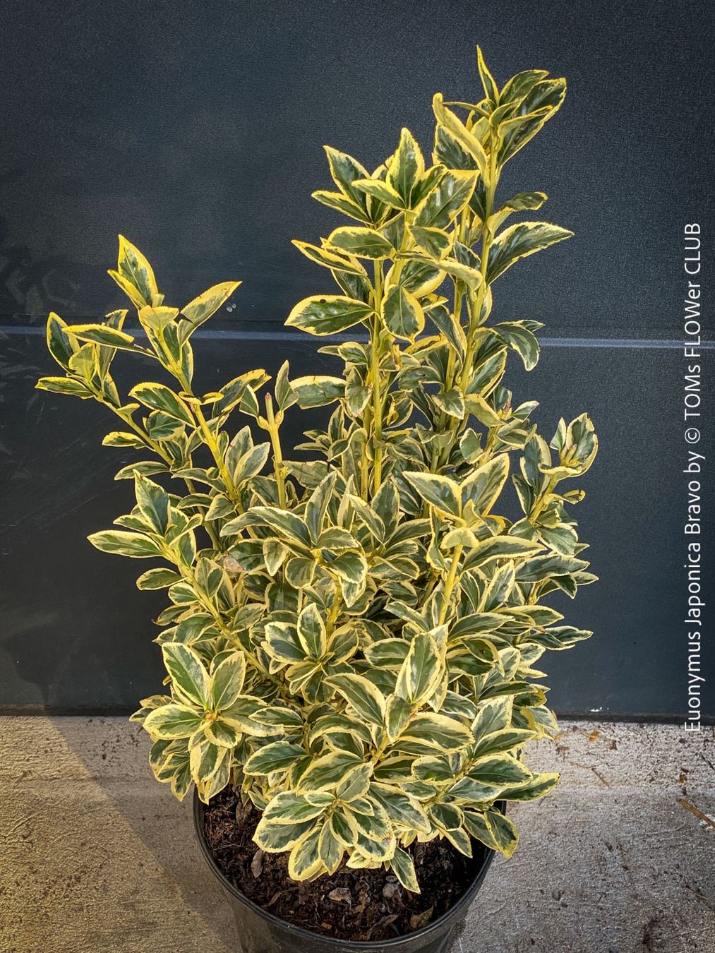 Pflanzen & Samen: Euonymus Japonicus ‘Aureus’ oder 'Bravo' - immergrün – Neu und originalverpackt aus Adliswil von TAKEYOURPLANT 1