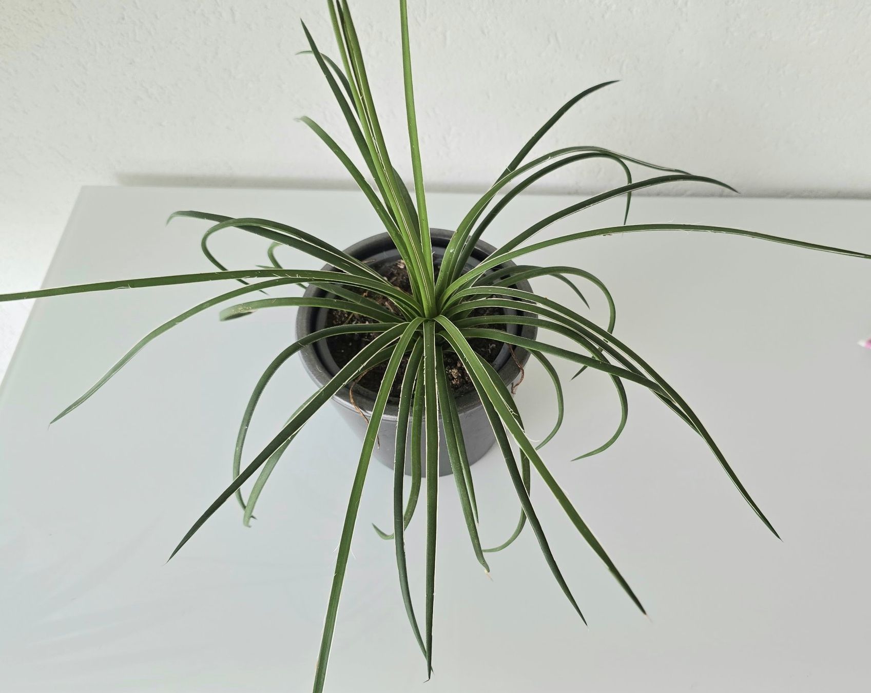 Plantes & graines: Jungpflanze Agave Geminiflora – Neuf (Voir description) à Aarburg par Glitzerschein 2