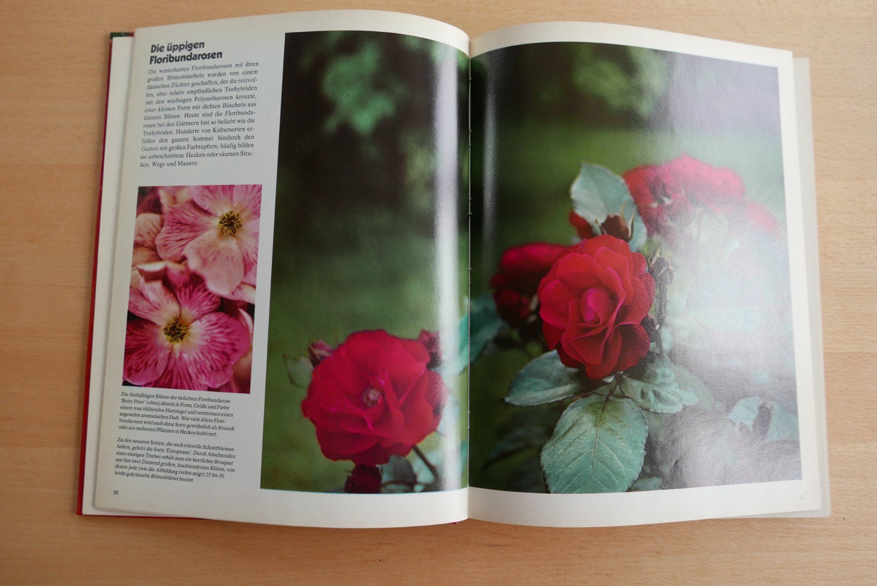 Livres: Rosen Buch – D'occasion à Rotkreuz par nigal 1