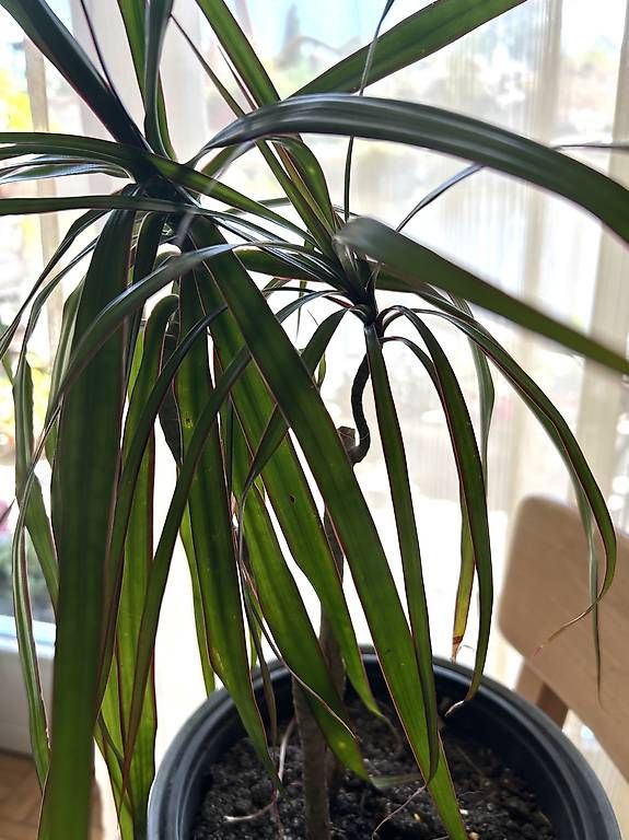 Plantes & graines: Drachenbaum – D'occasion à Frauenfeld par Irene.Schuppli 2