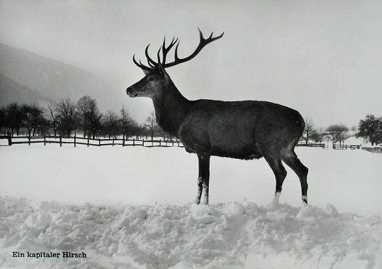 Cartes postales: MAIENFELD Ein kapitaler Hirsch – Neuf (Voir description) à Jona par philajona