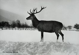 MAIENFELD Ein kapitaler Hirsch