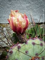 Opuntia Gosseliniana Santa Rita - winterharter Feigenkaktus