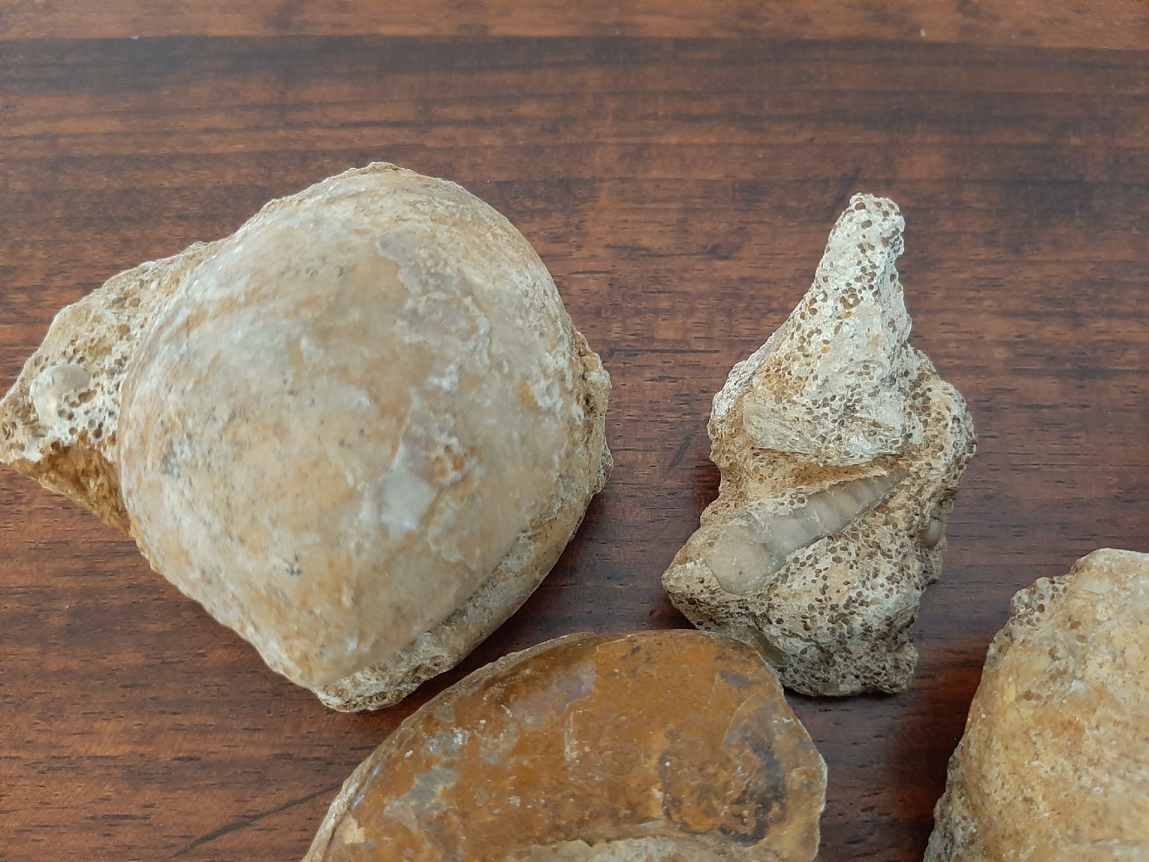 Fossilien: Verschiedene Fossilien Frankreich – Gebraucht aus Rickenbach BL von Oktober68 4