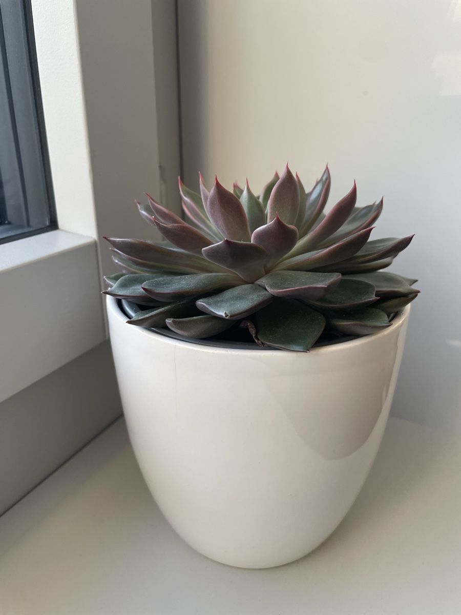 Piante & sementi: Cactus, Echeveria succulent green red leaf  – Usato da Uster venduto da momogarden 1
